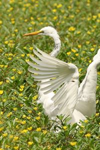 Preview wallpaper bird, flap, wings, grass