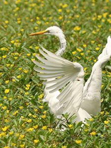 Preview wallpaper bird, flap, wings, grass