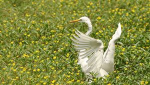 Preview wallpaper bird, flap, wings, grass