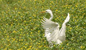 Preview wallpaper bird, flap, wings, grass