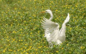 Preview wallpaper bird, flap, wings, grass