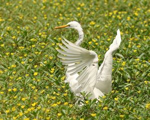 Preview wallpaper bird, flap, wings, grass