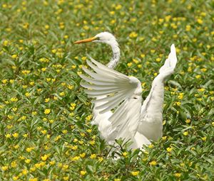 Preview wallpaper bird, flap, wings, grass