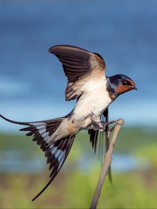 Preview wallpaper bird, flapping, wing