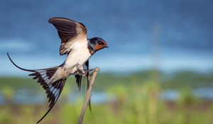 Preview wallpaper bird, flapping, wing