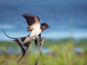 Preview wallpaper bird, flapping, wing