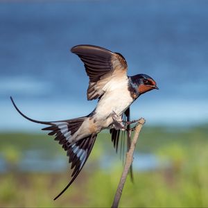 Preview wallpaper bird, flapping, wing