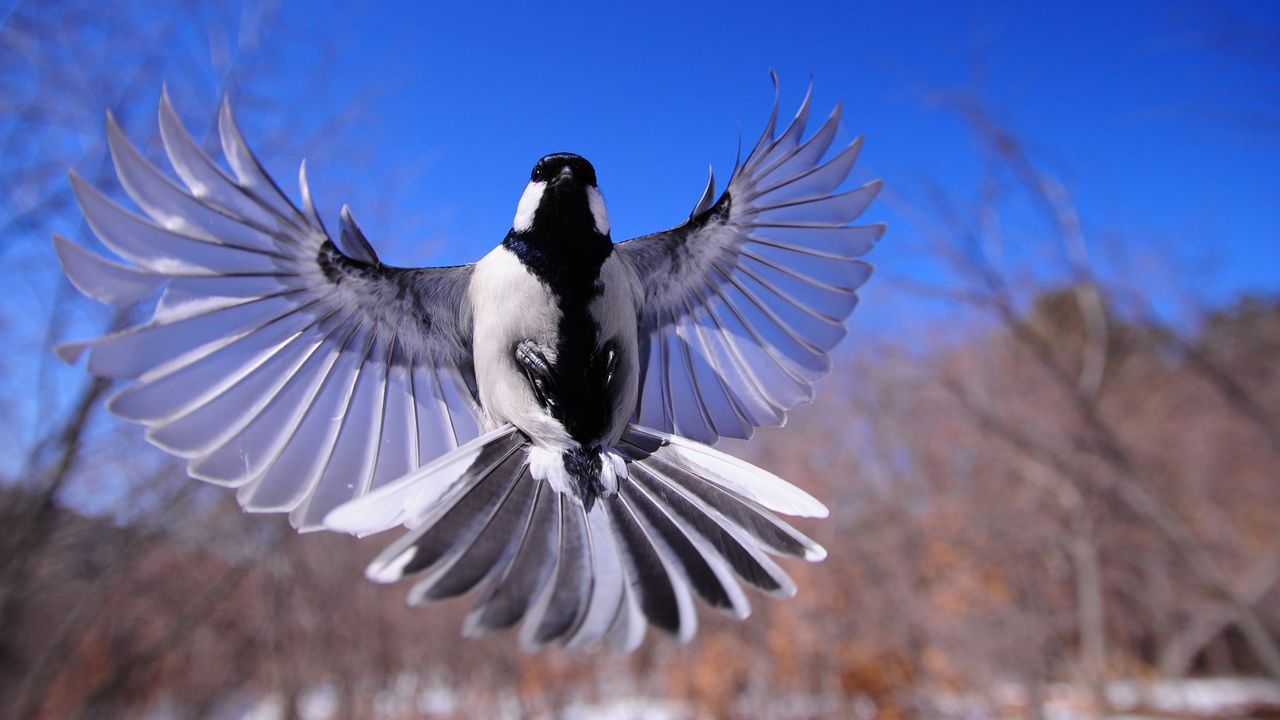 Wallpaper bird, flapping, wings