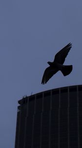 Preview wallpaper bird, flight, building, silhouettes, evening