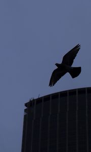 Preview wallpaper bird, flight, building, silhouettes, evening