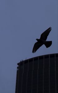 Preview wallpaper bird, flight, building, silhouettes, evening