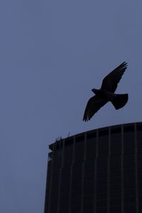 Preview wallpaper bird, flight, building, silhouettes, evening