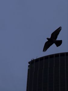 Preview wallpaper bird, flight, building, silhouettes, evening