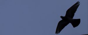 Preview wallpaper bird, flight, building, silhouettes, evening