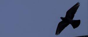 Preview wallpaper bird, flight, building, silhouettes, evening