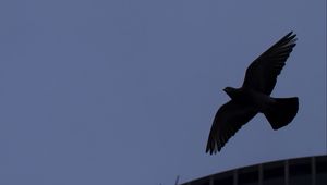 Preview wallpaper bird, flight, building, silhouettes, evening