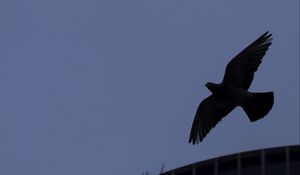 Preview wallpaper bird, flight, building, silhouettes, evening