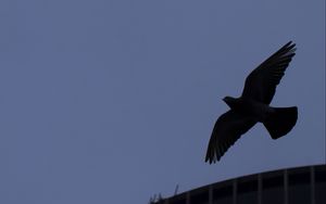 Preview wallpaper bird, flight, building, silhouettes, evening