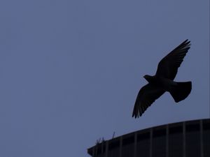 Preview wallpaper bird, flight, building, silhouettes, evening