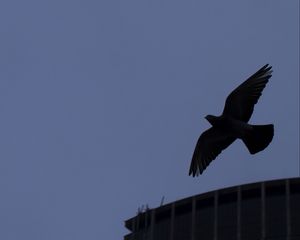 Preview wallpaper bird, flight, building, silhouettes, evening