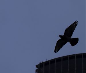 Preview wallpaper bird, flight, building, silhouettes, evening