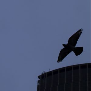 Preview wallpaper bird, flight, building, silhouettes, evening