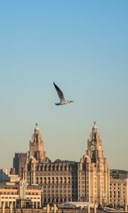 Preview wallpaper bird, flight, buildings, towers, architecture