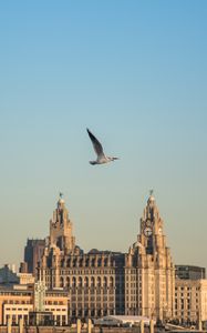 Preview wallpaper bird, flight, buildings, towers, architecture