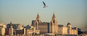 Preview wallpaper bird, flight, buildings, towers, architecture