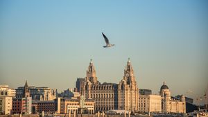 Preview wallpaper bird, flight, buildings, towers, architecture