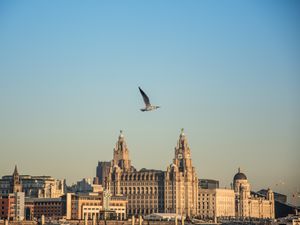 Preview wallpaper bird, flight, buildings, towers, architecture