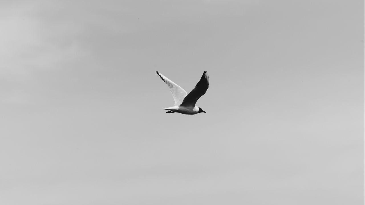 Wallpaper bird, flight, bw, sky
