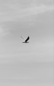 Preview wallpaper bird, flight, bw, sky