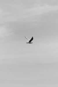 Preview wallpaper bird, flight, bw, sky