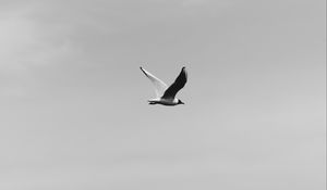 Preview wallpaper bird, flight, bw, sky