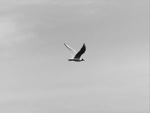 Preview wallpaper bird, flight, bw, sky