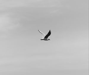 Preview wallpaper bird, flight, bw, sky