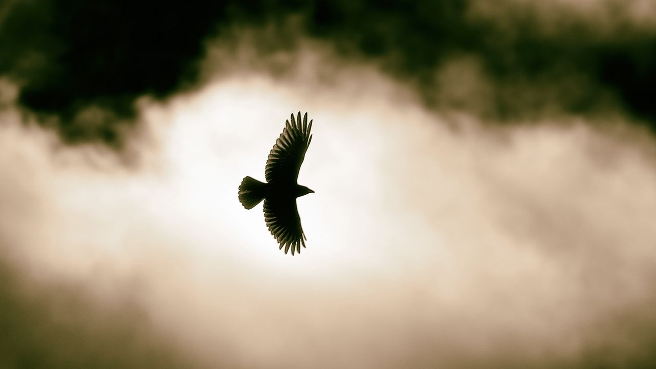 Wallpaper bird, flight, clouds, sky, wildlife