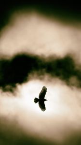 Preview wallpaper bird, flight, clouds, sky, wildlife