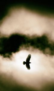 Preview wallpaper bird, flight, clouds, sky, wildlife