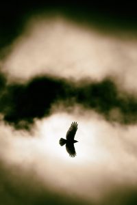 Preview wallpaper bird, flight, clouds, sky, wildlife