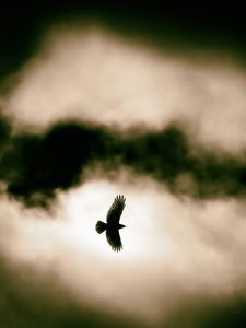 Preview wallpaper bird, flight, clouds, sky, wildlife