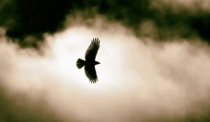Preview wallpaper bird, flight, clouds, sky, wildlife