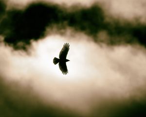 Preview wallpaper bird, flight, clouds, sky, wildlife