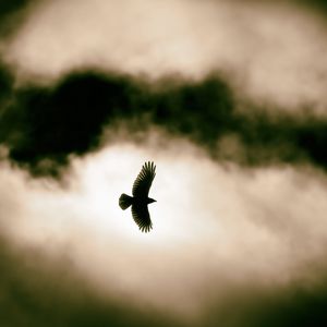 Preview wallpaper bird, flight, clouds, sky, wildlife