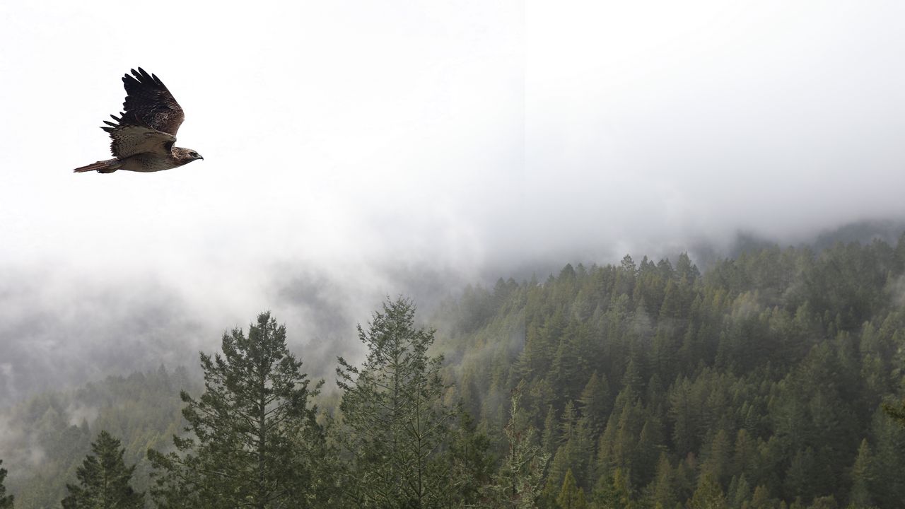 Wallpaper bird, flight, forest, trees, fog