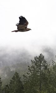 Preview wallpaper bird, flight, forest, trees, fog