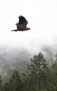 Preview wallpaper bird, flight, forest, trees, fog