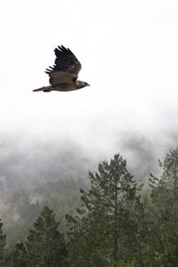 Preview wallpaper bird, flight, forest, trees, fog