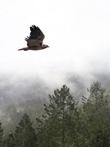 Preview wallpaper bird, flight, forest, trees, fog